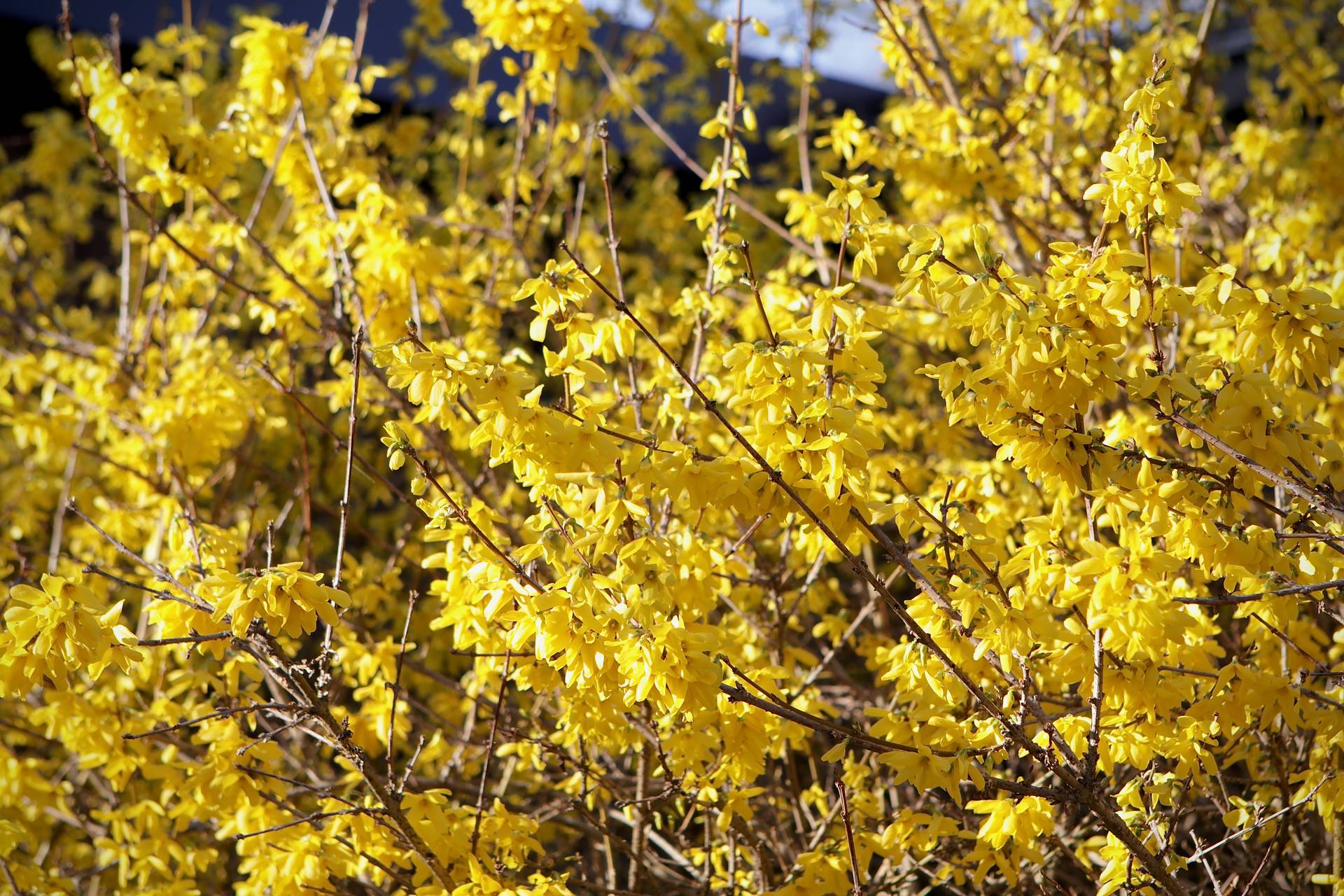 Photo of Forsythia